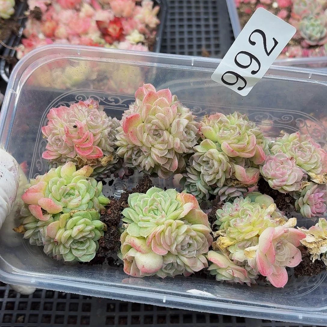 多肉植物多肉植物992