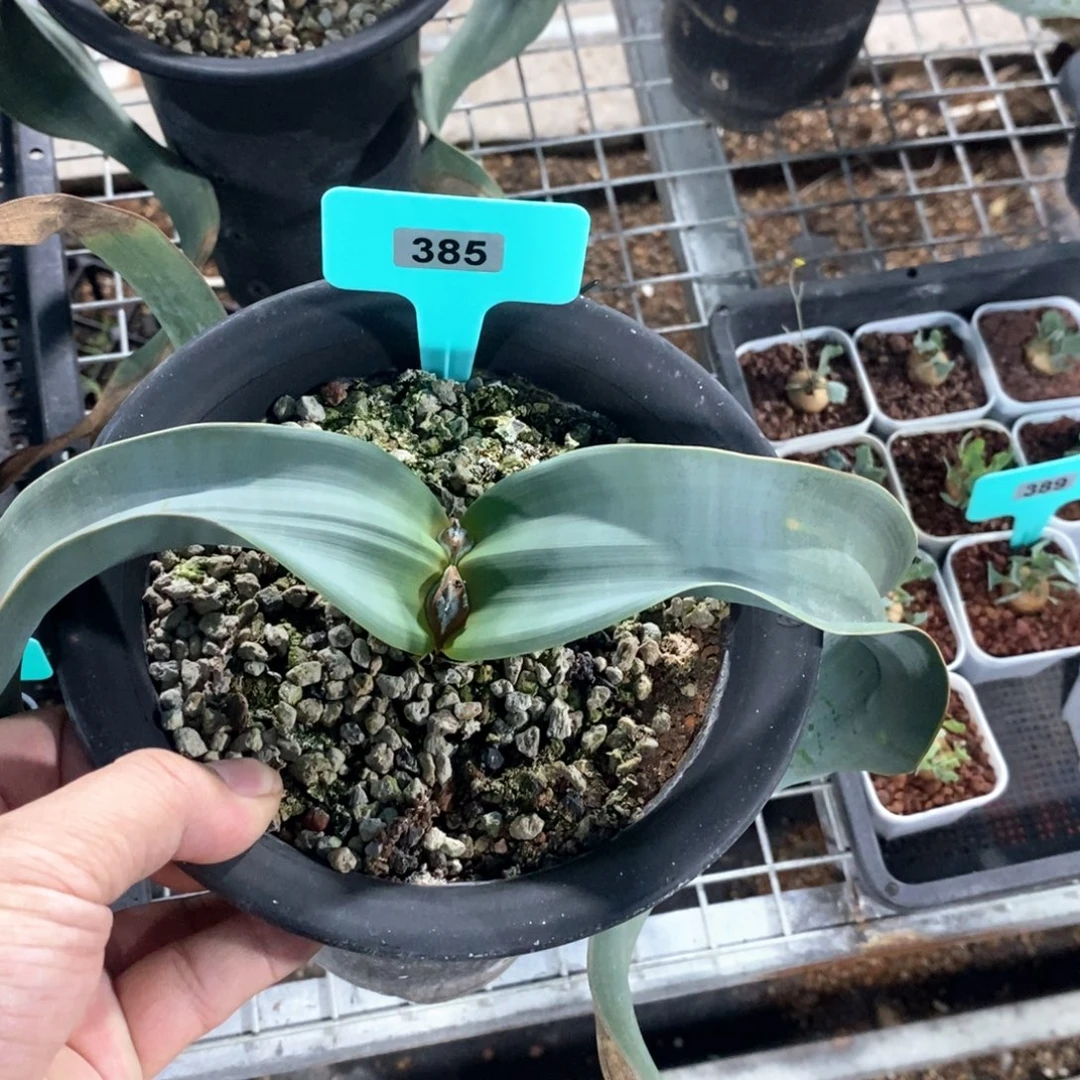 百岁兰多肉植物一个