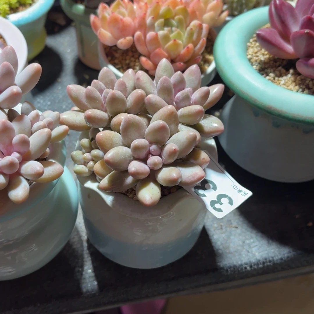 我***谁粉色恋人多肉带盆发货333