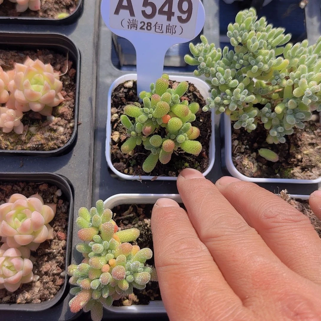 A549翡翠一物一拍