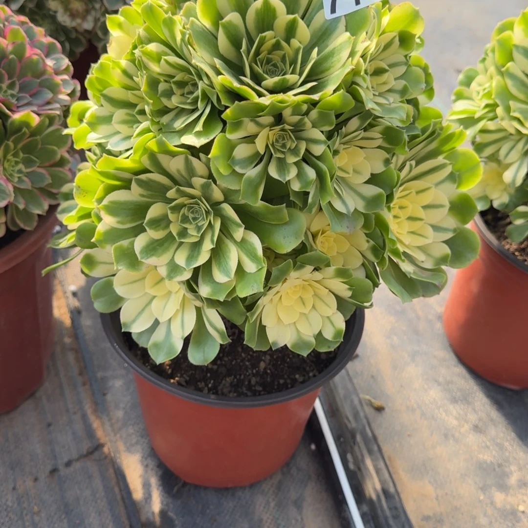 711多肉植物辛尼亚