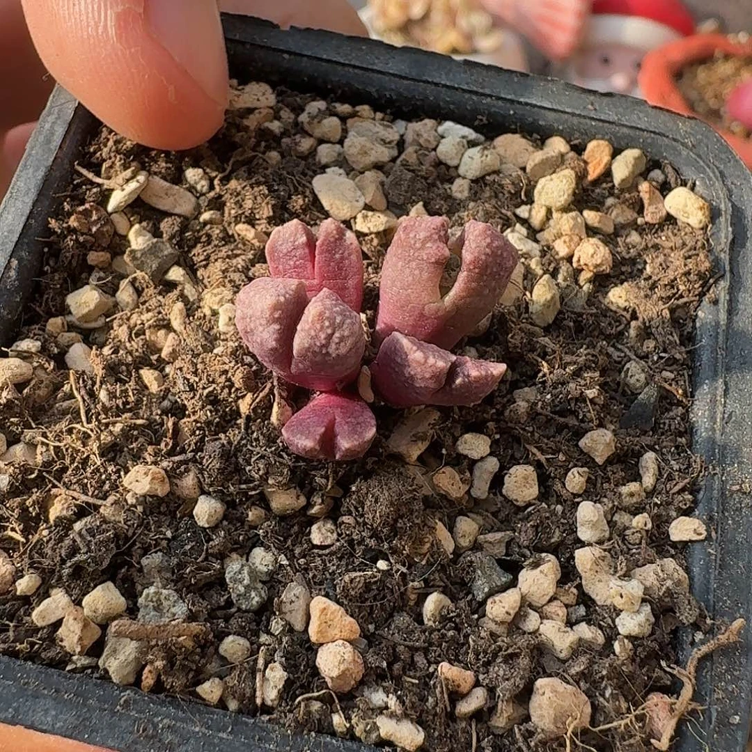 A947哥斯拉母本多肉