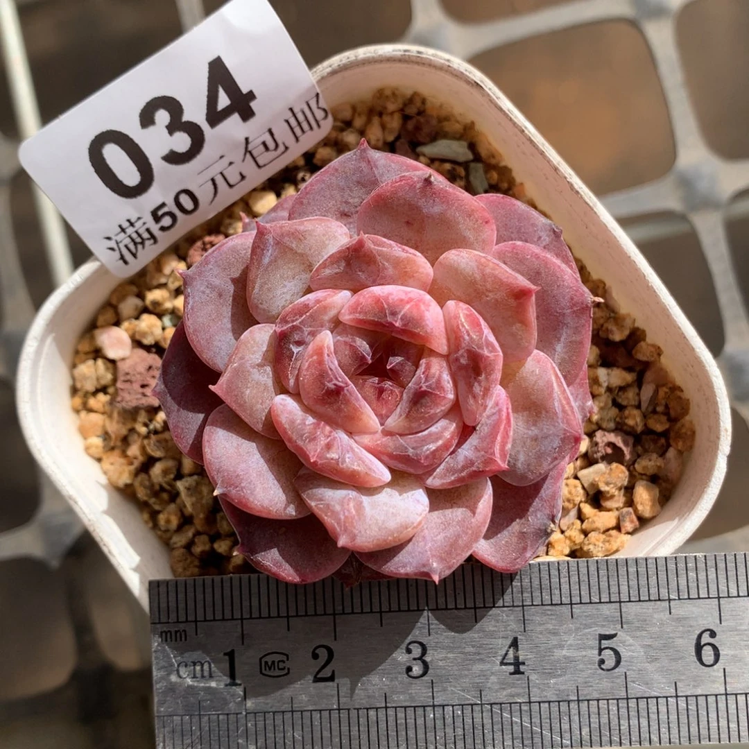 34。紫体糖心冰魄。