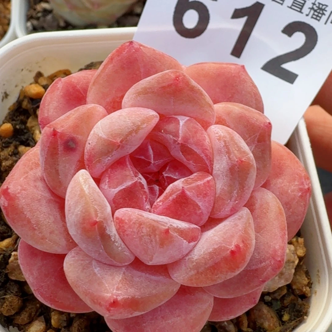 粉魄         精品多肉
