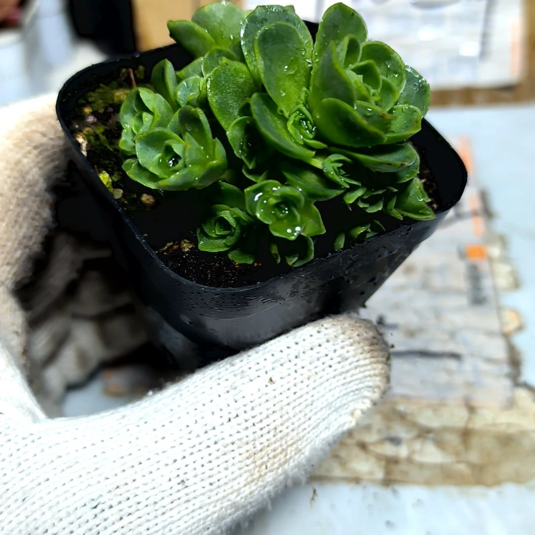 满9元包邮，山地玫瑰多头方盆