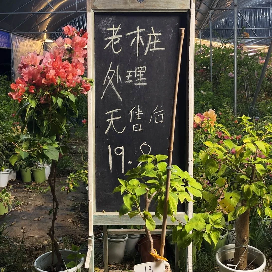 完全开放三角梅三角梅13