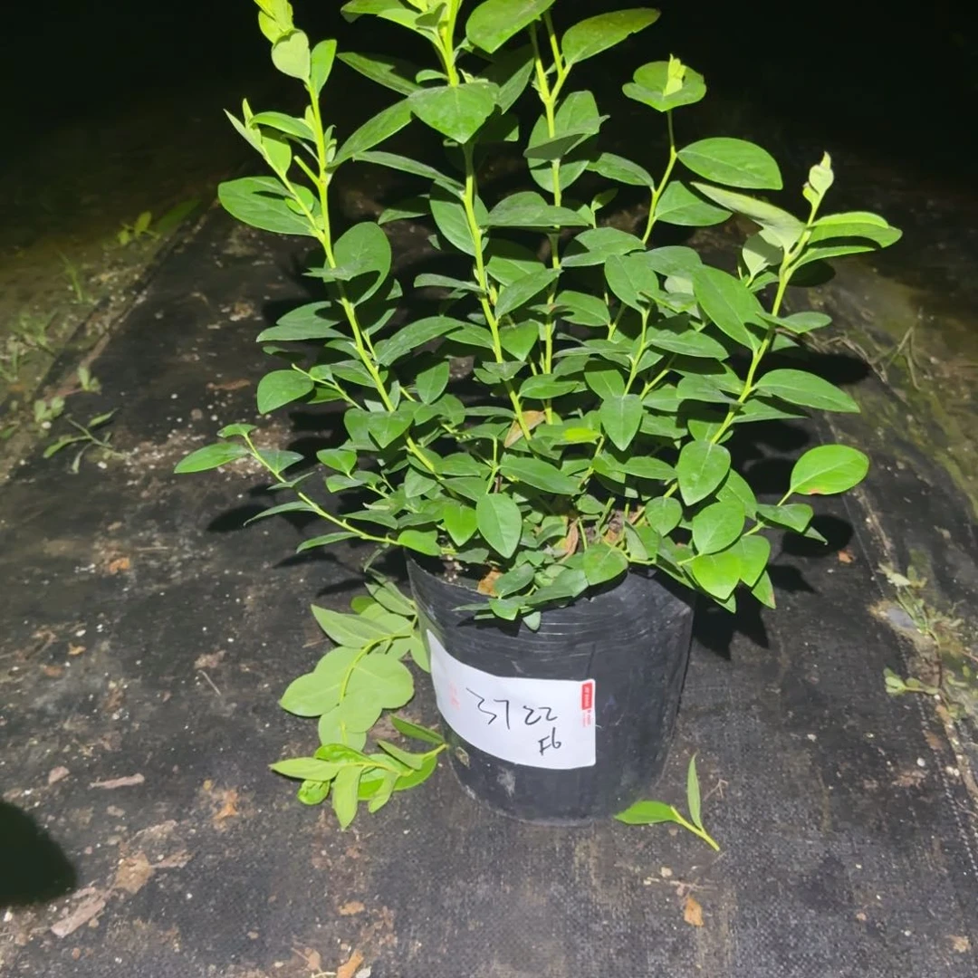 用****5大钵f6 3722