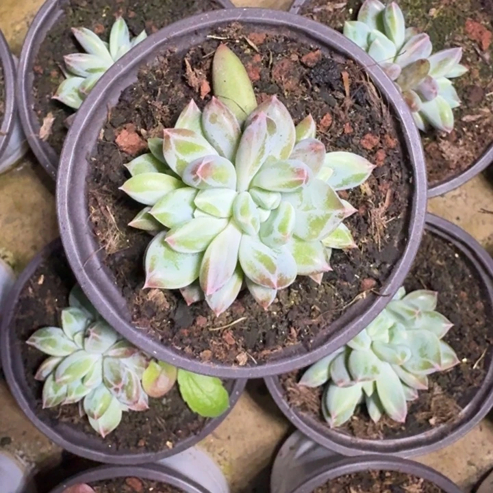 青禾美人 叶插 一物一拍