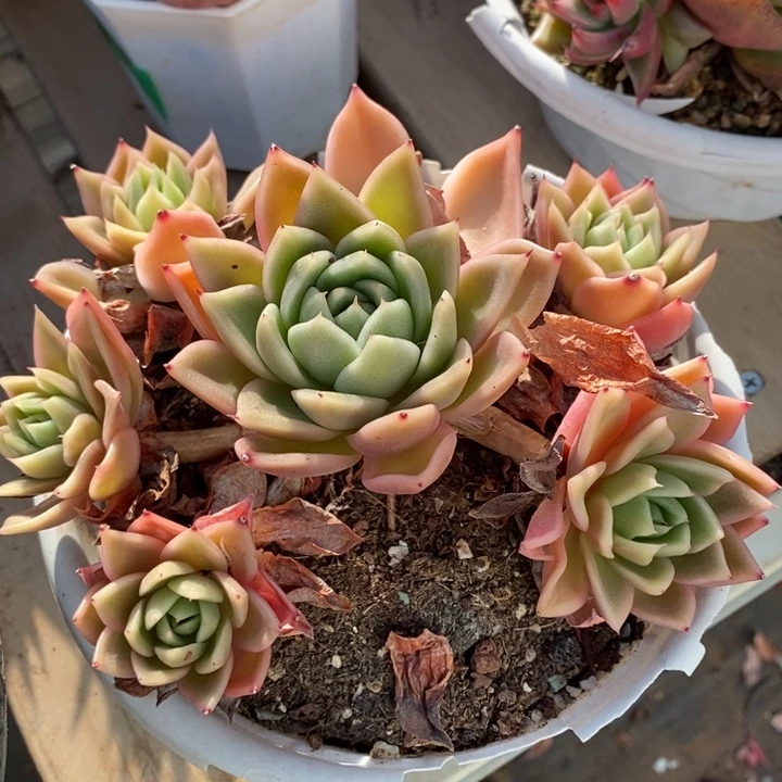 D377- 直播福利 东云