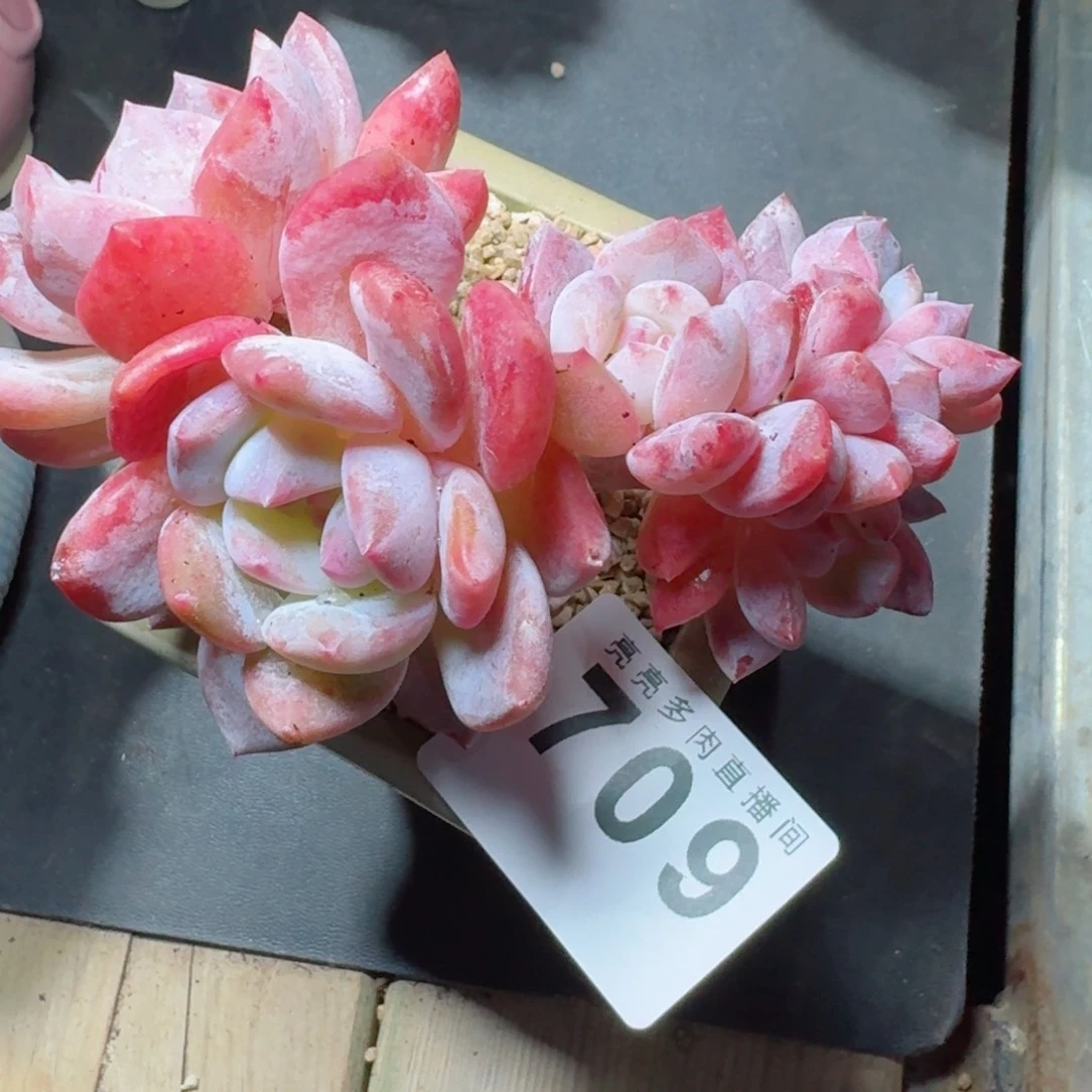 雪之魄树桩      愿你一路坦途，乘风破浪展宏图