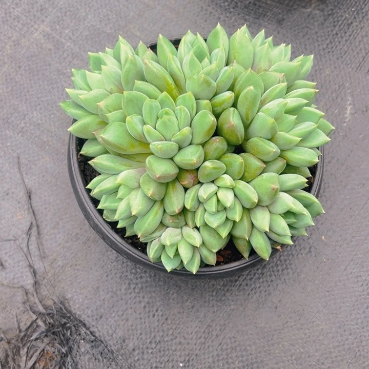 红象牙平头自然群