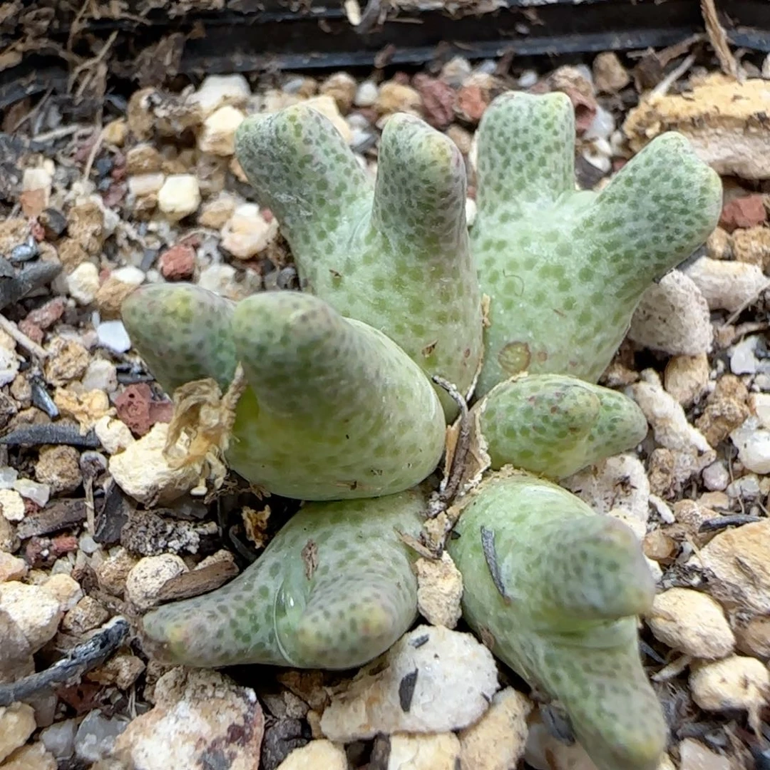 621鹿角斑马福利