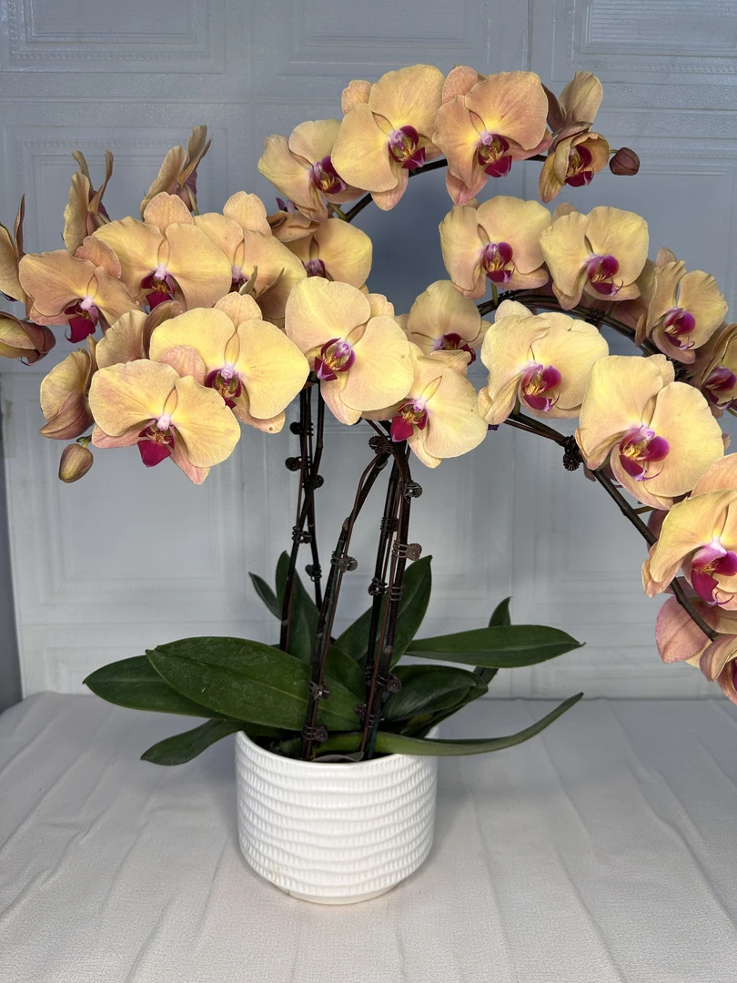 花悦里【金钻石】欧品大花 带花带花苞 室内花花 广州花卉源头基地