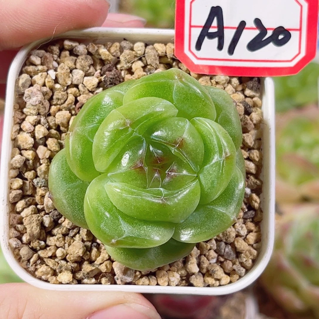 A120 一物一拍 竹境