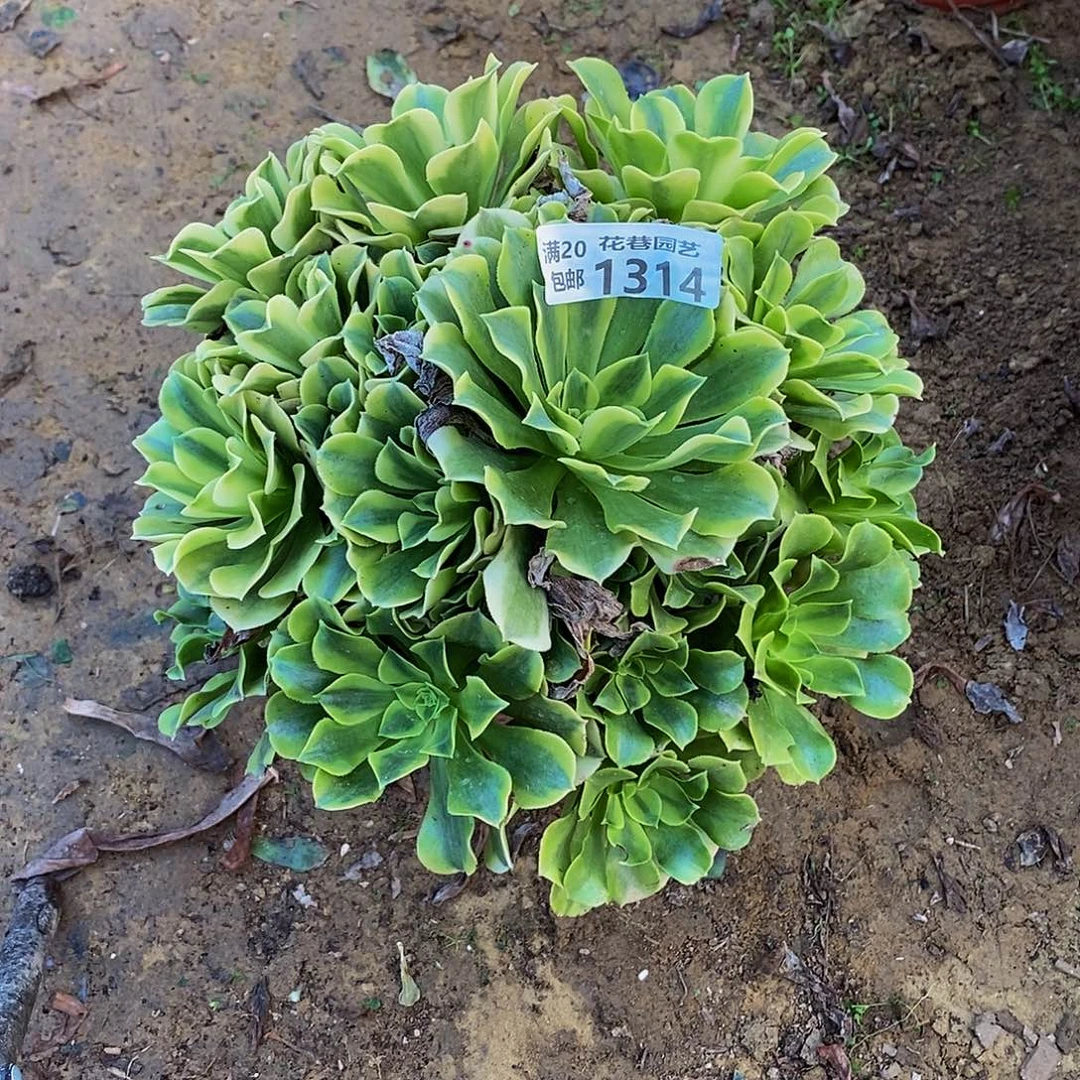 1314绿豆沙多肉植物不包断枝