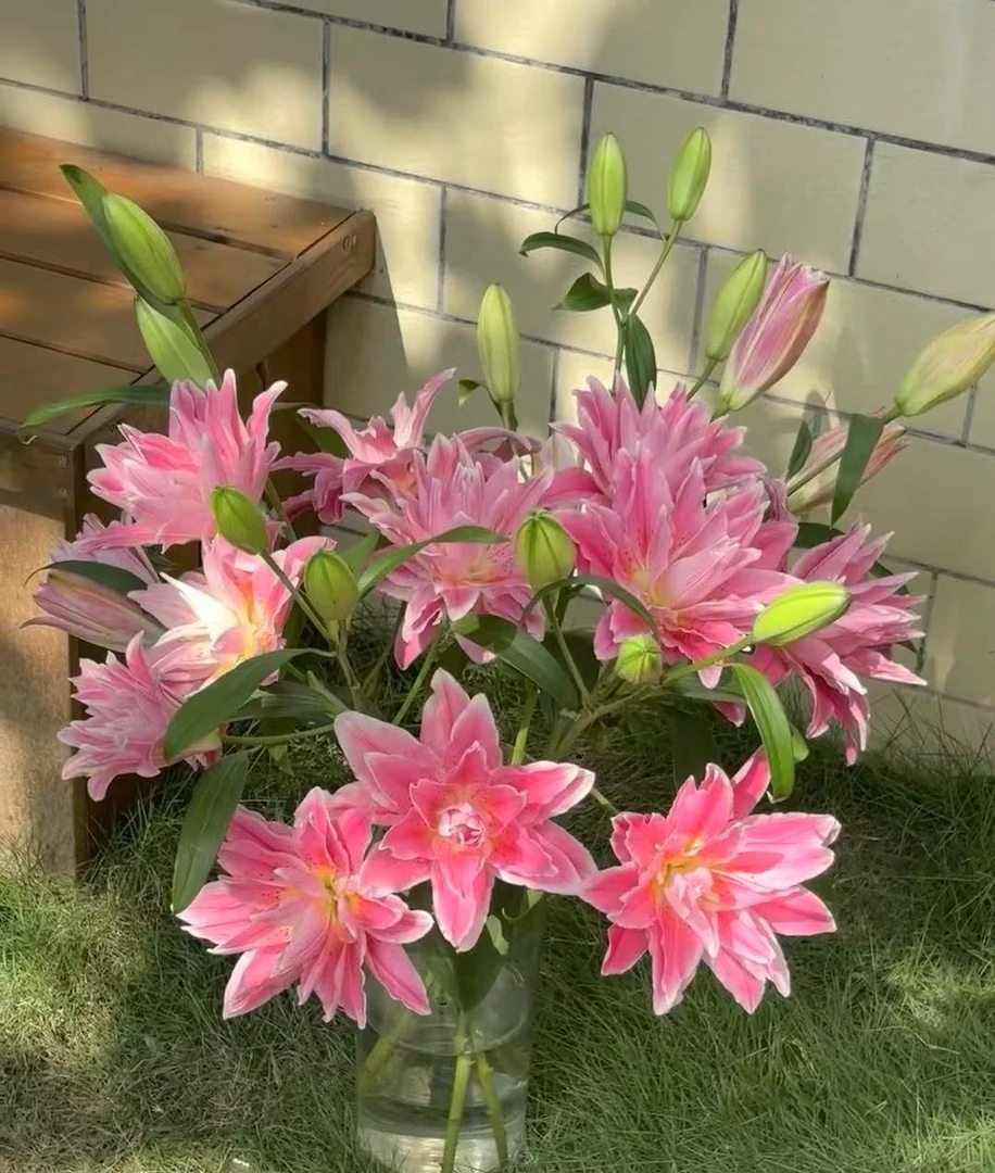 【红美人百合】红美人重瓣百合  生活鲜切花