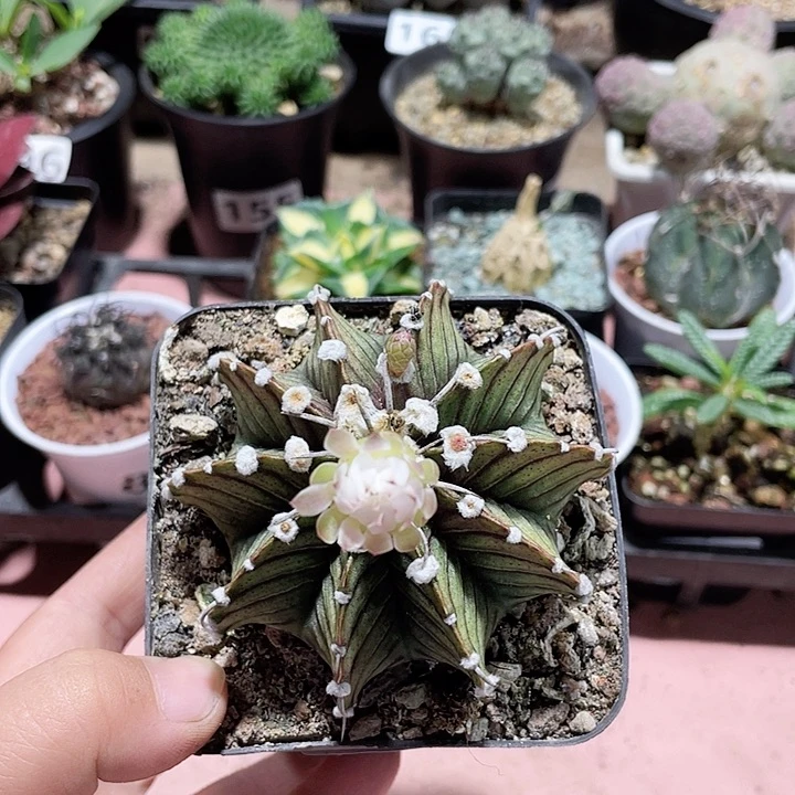 104实生大肋骨仙人球