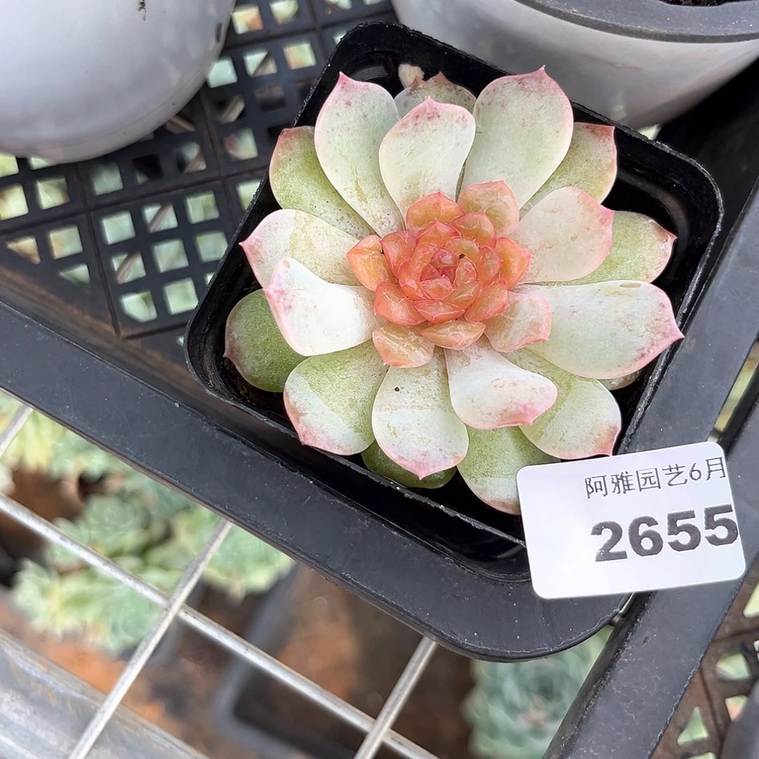 阿雅园艺。      2655幻影珍妮