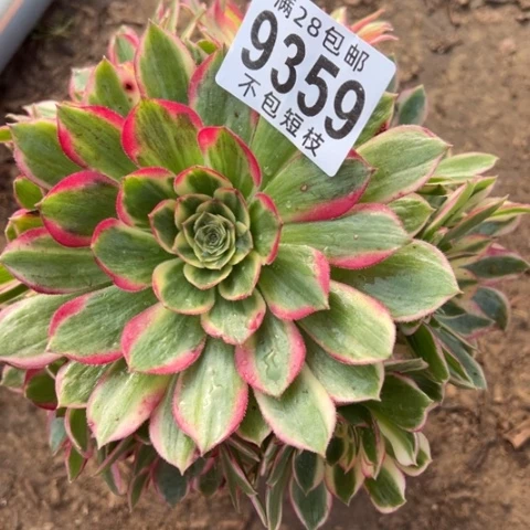 9359粉体多肉植物