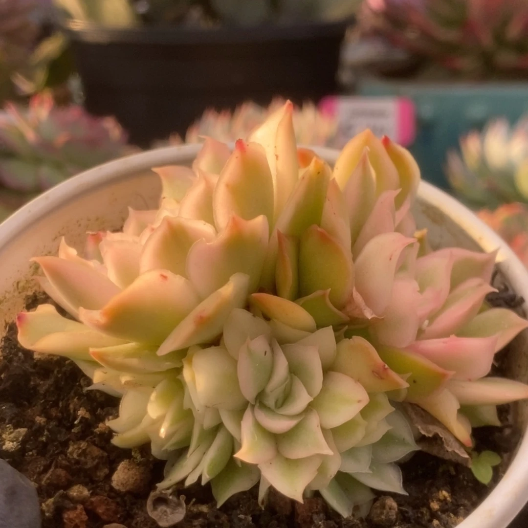 744紫蝴蝶锦锦锦锦锦锦