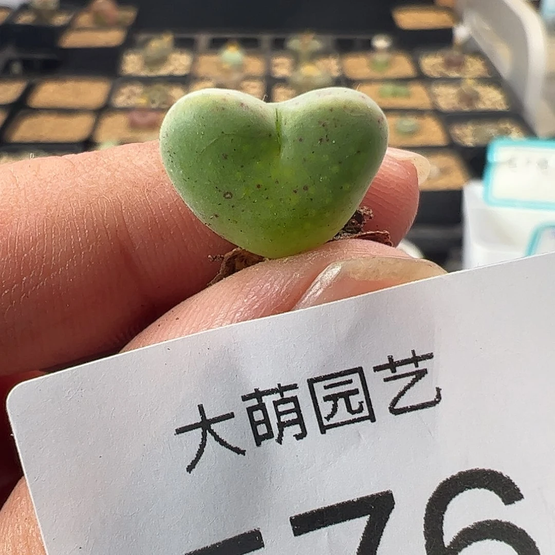 一物一拍园艺EVJ8841驯鹿鹿角576