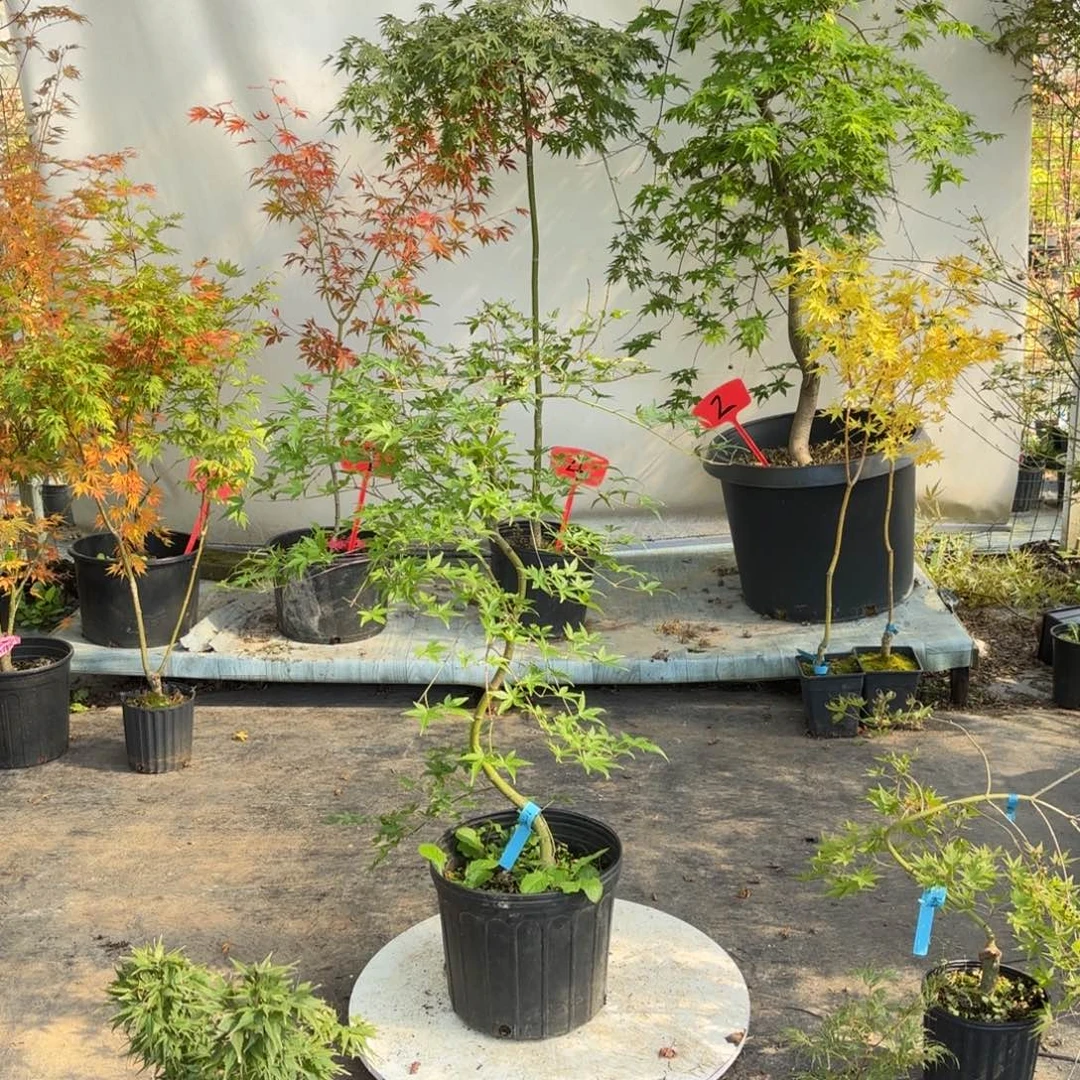 无花朵流泉6666666666