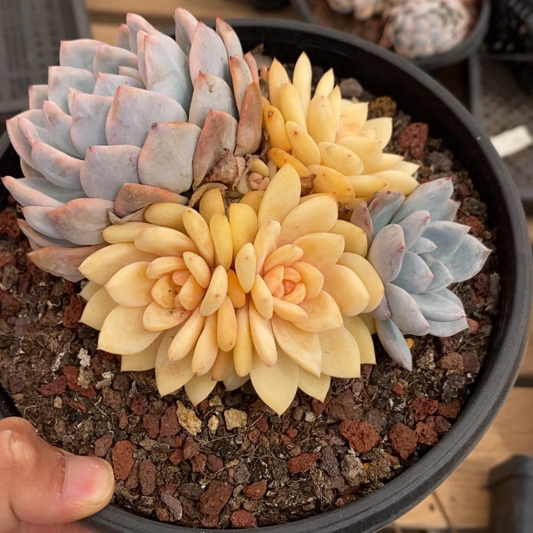 橙子多肉植物7876