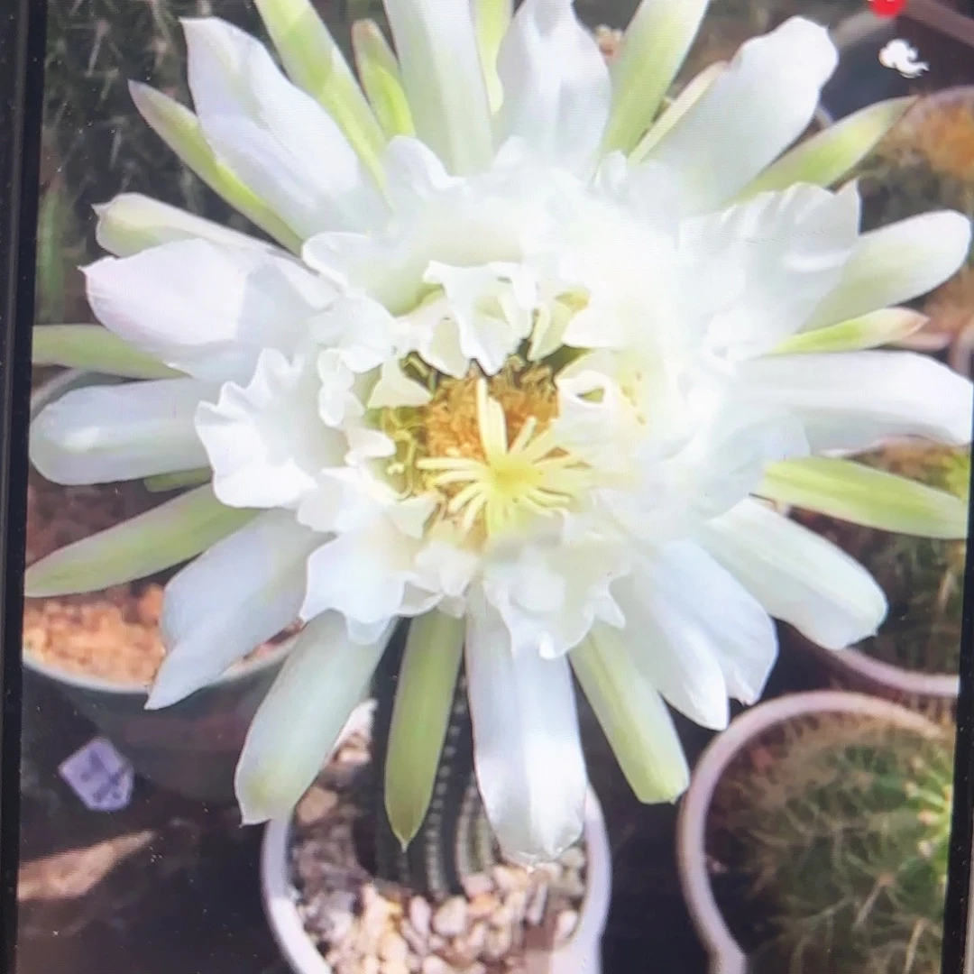 鹦鹉毛侧牙20包邮仙人球6