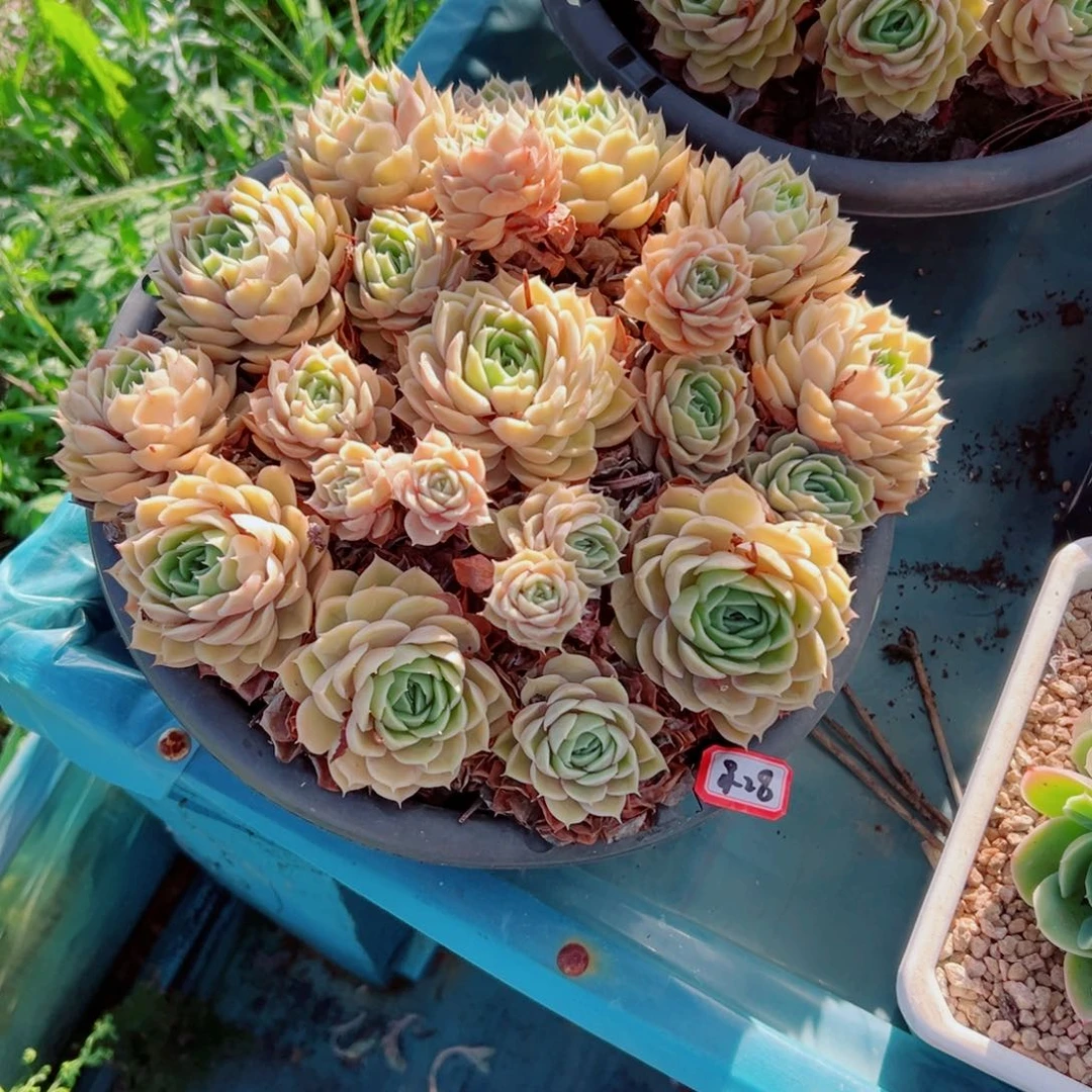 L**y精品多肉植物老桩