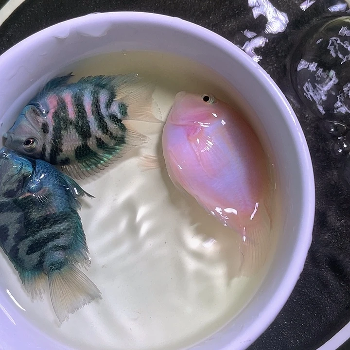 鹦鹉鱼迷你鹦鹉鱼一公两母共三条