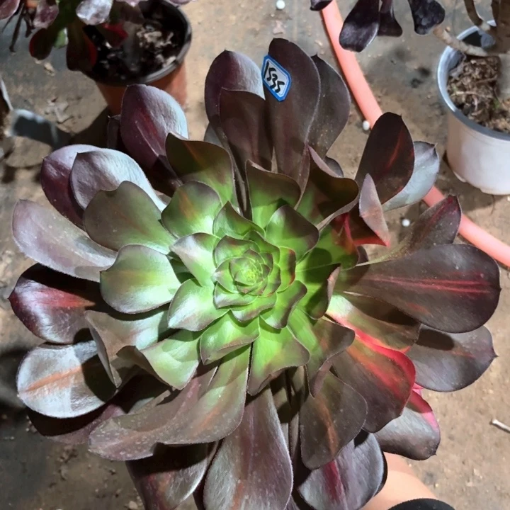 巫毒法师多肉1535