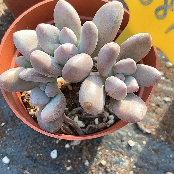 多肉植物原始虞美人881