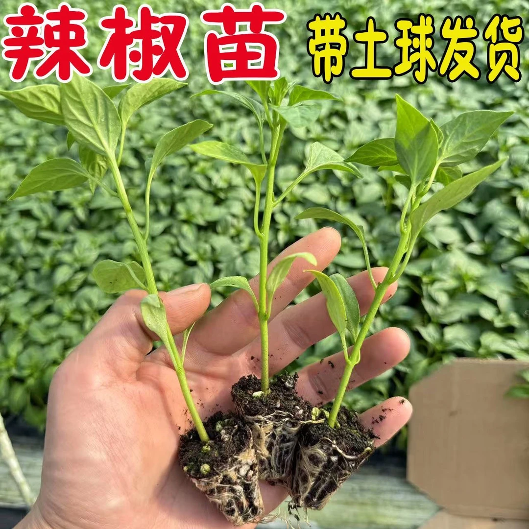 【大果】辣椒苗大全朝天椒苗线椒薄皮椒羊角尖椒螺丝椒杭椒四季
