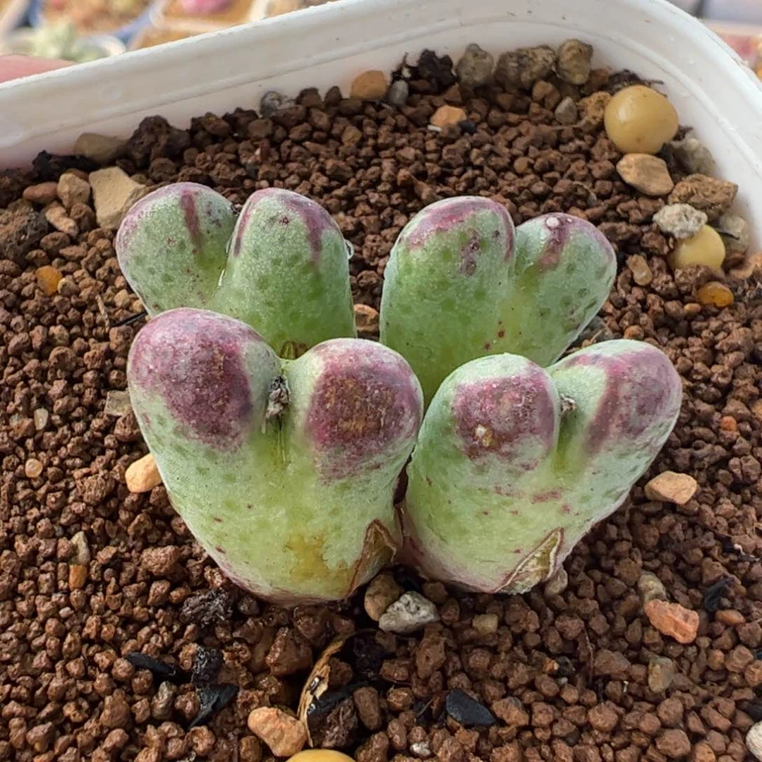 214多肉植物百科