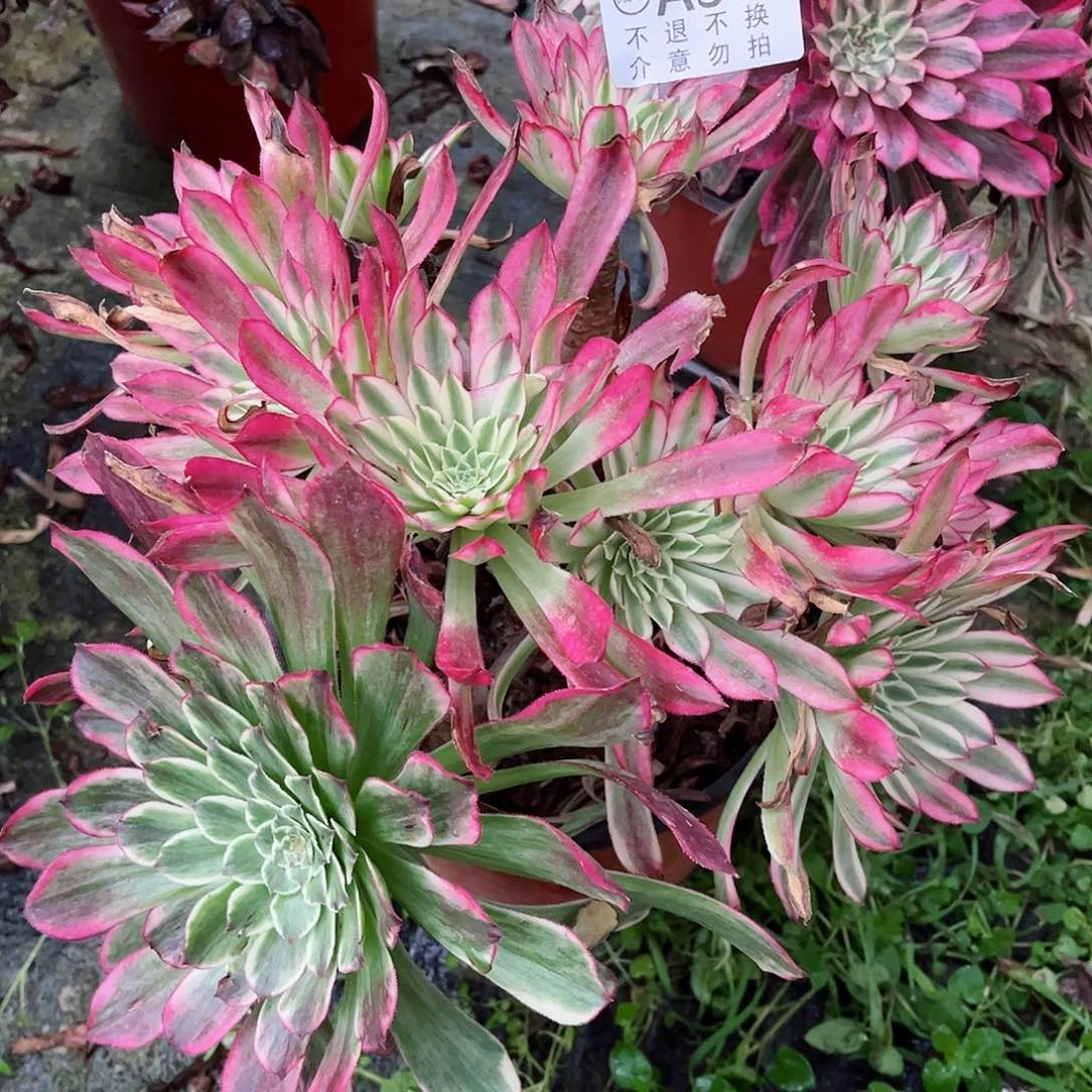 多肉植物鲜魔911