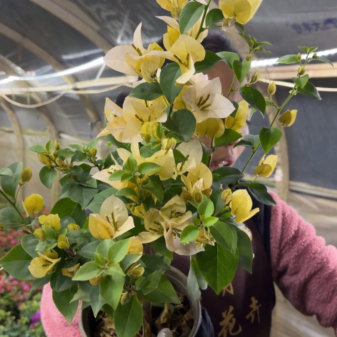 全部花苞（苏瓦娜）三角梅会落花落叶会光杆苗有大有小