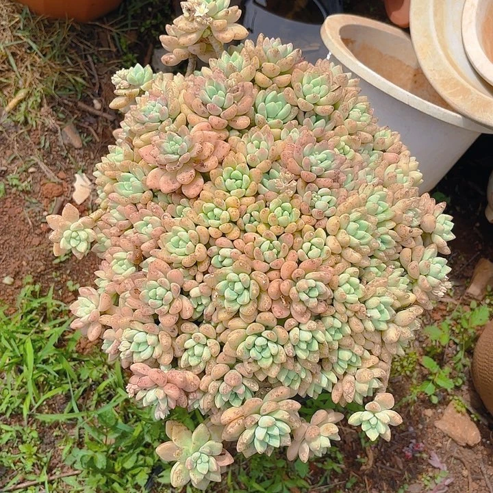 多肉植物。。。。。。。。。。。。。。。。。。。。