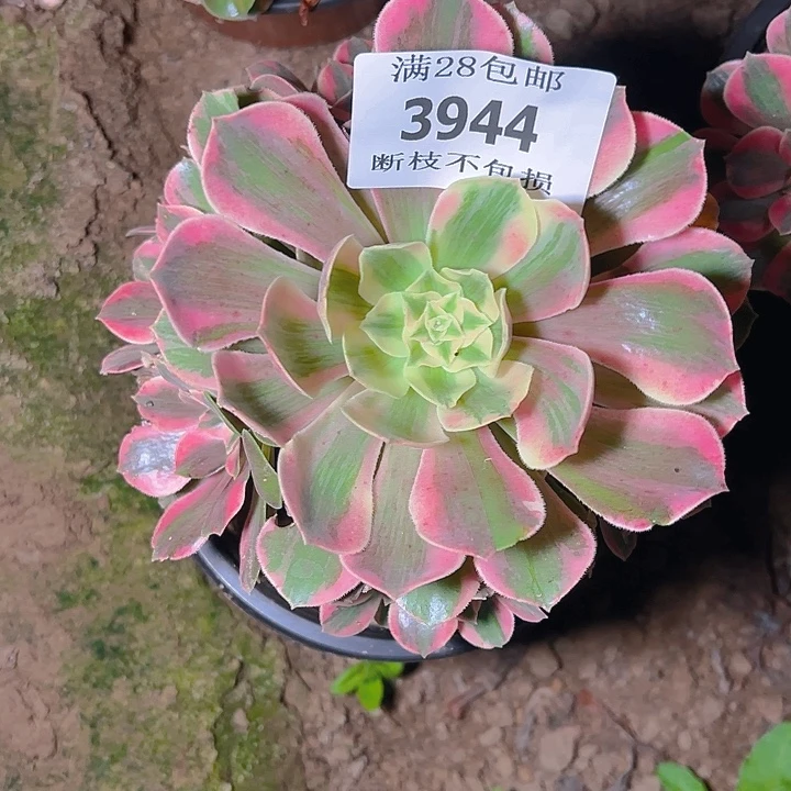 3944粉女妖多肉植物