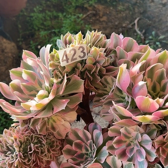 贝***姆多肉植物一个女巫