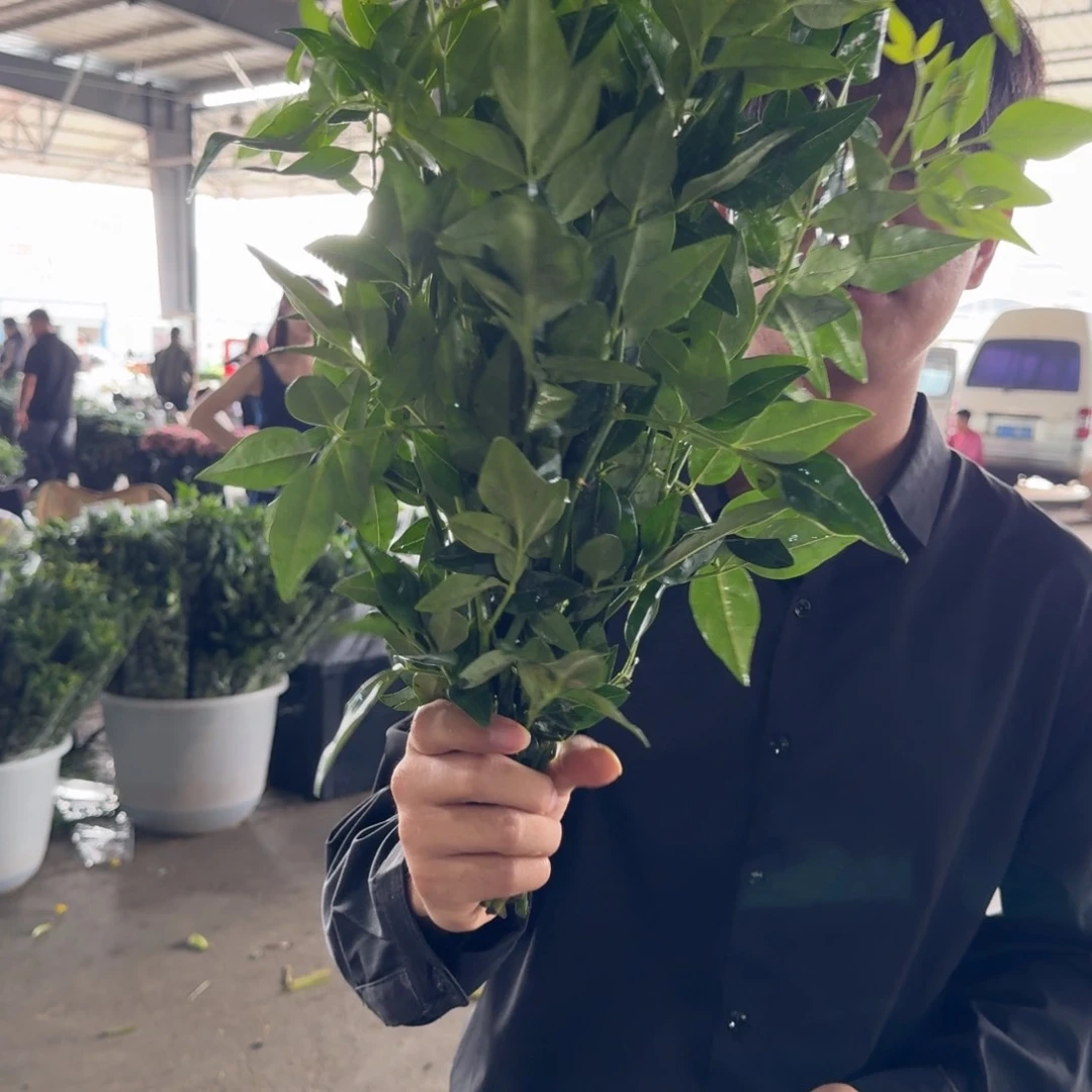 九星叶5扎包邮价秒杀