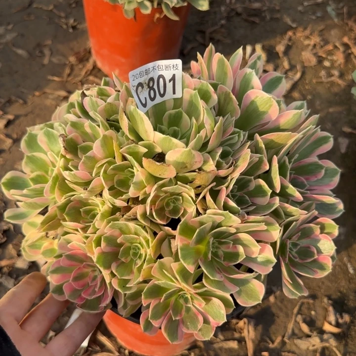 妖月……多肉植物……