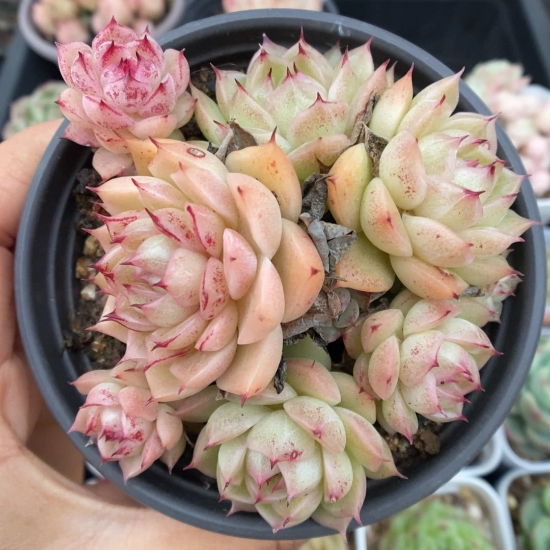 油透麦秆群生774号。