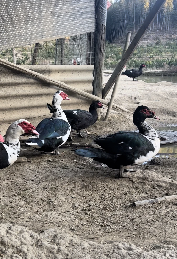 农家放养番鸭饲养一年以上纯稻谷喂养