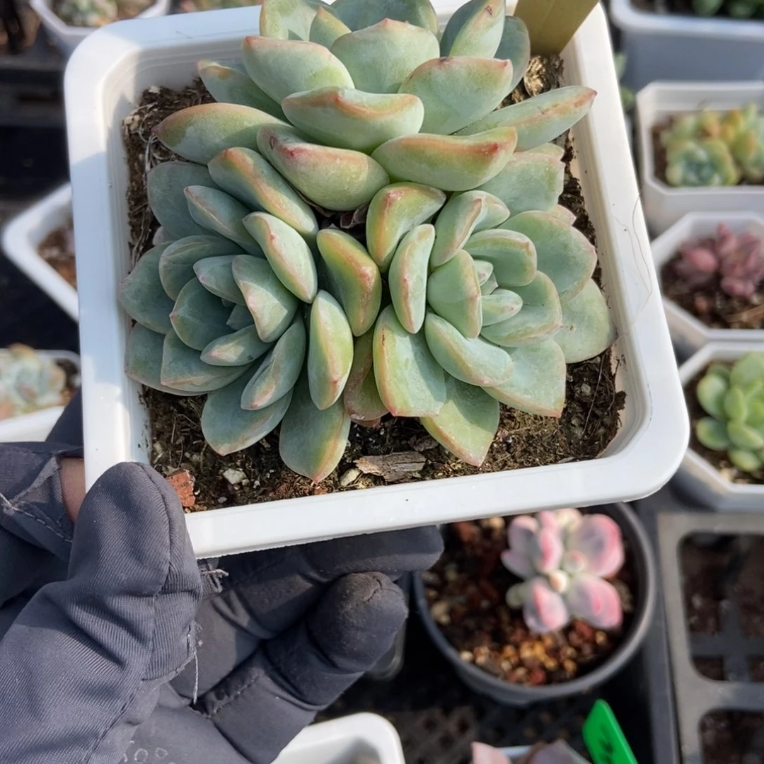 7046泡芙多肉植物保护