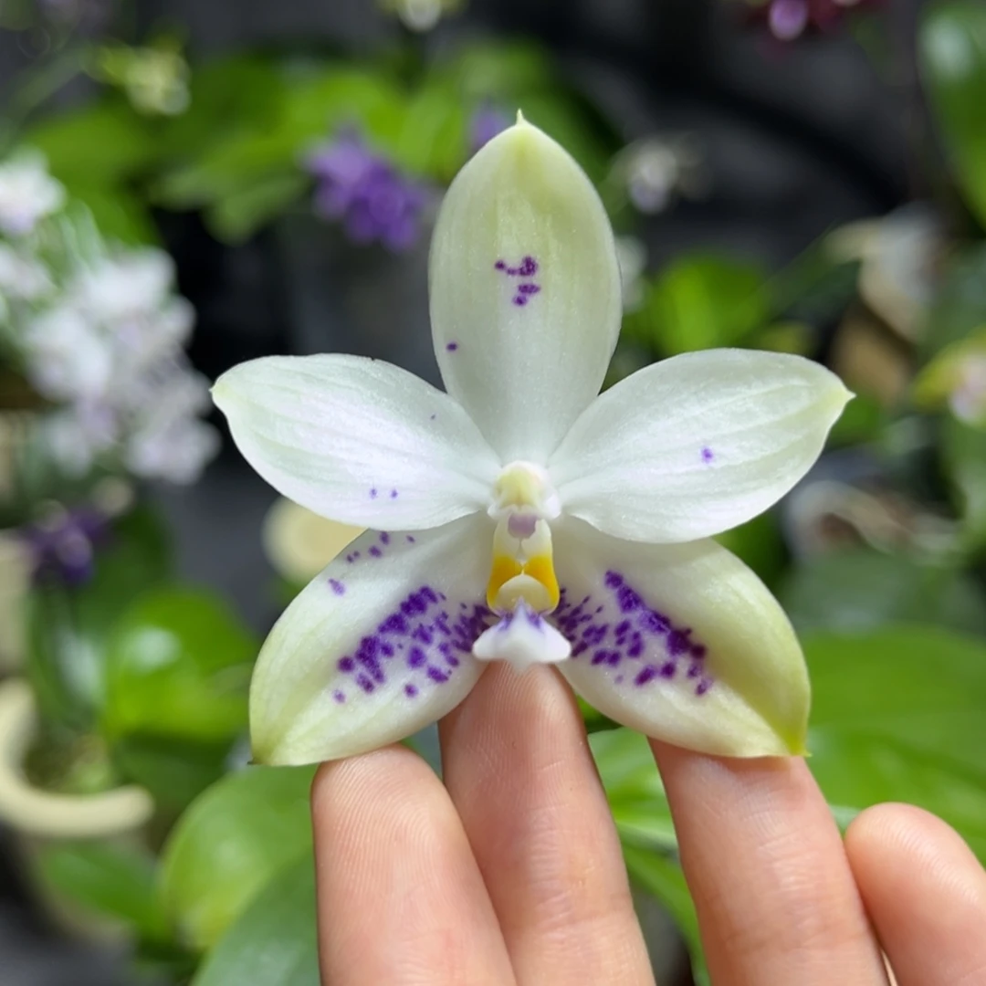 完全开放2.5寸3288开花株