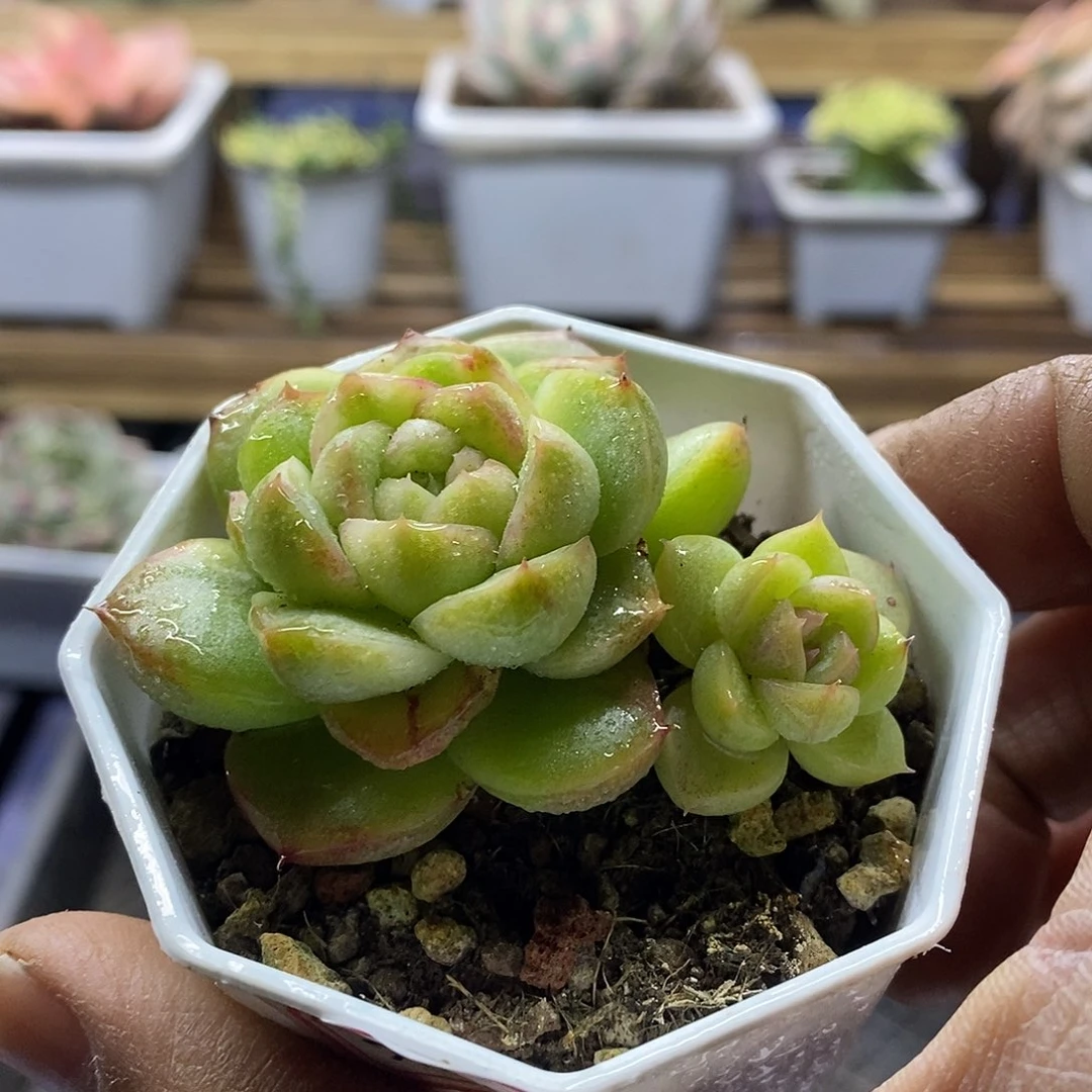 21196 不知名珍妮花脸锦