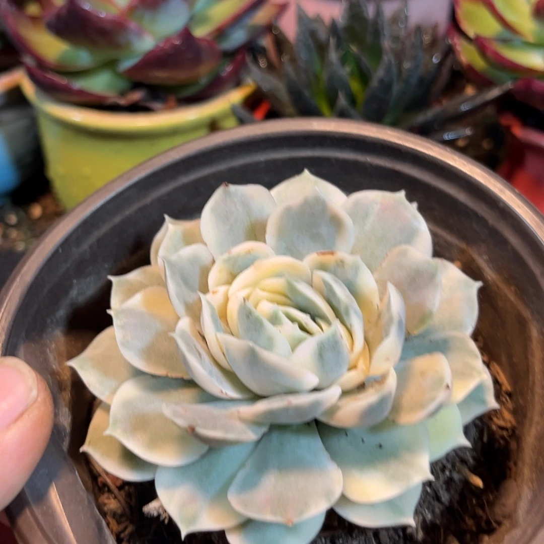 昂斯诺锦惊鸿一瞥多肉植物