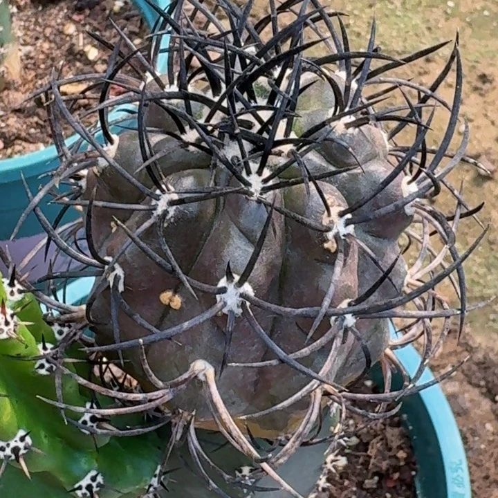 无花朵福利苗接栗星玉238