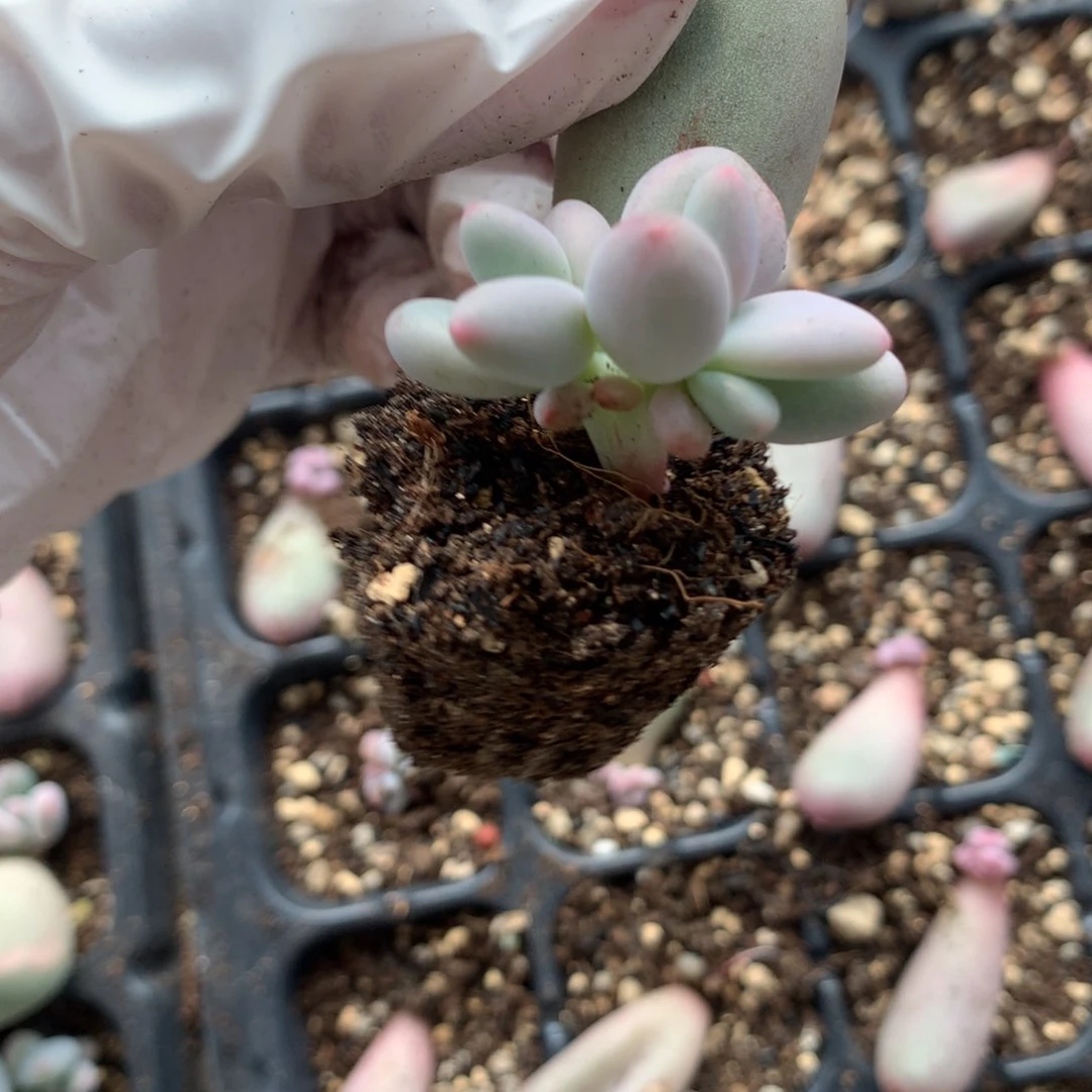 米可奶酪多肉，米可奶。