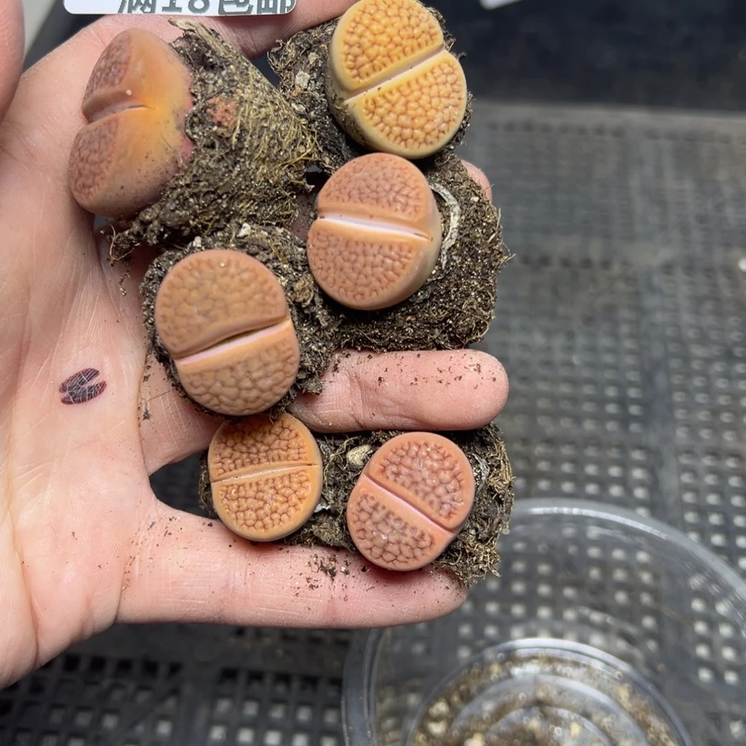 【闪购商品】284……